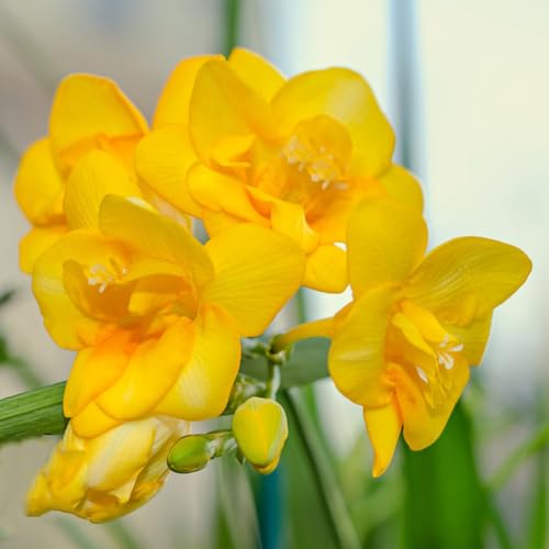 Generic 5 pezzi fiori bulbi di fresia piante perenni perenni resistenti, Freesia hybrida, piante in vaso fiori bulbi da balcone fiori da giardi piante perenni resistenti