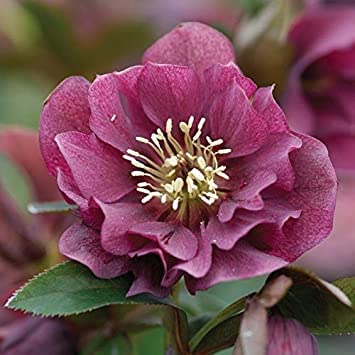 Generic Helleborus Orientalis Elleboro Ellen Doppio Rosso in 9cm Pot: Only Seeds