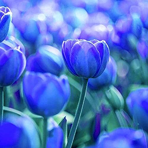 FStening 5 Pezzi Blu Raro Tulipani Bulbi Fiori Recisi Ornamentali Fai Da Te Facili Da Piantare Crea Un'atmosfera Diversa Adatta Per Decorare Il Cortile Del Giardi