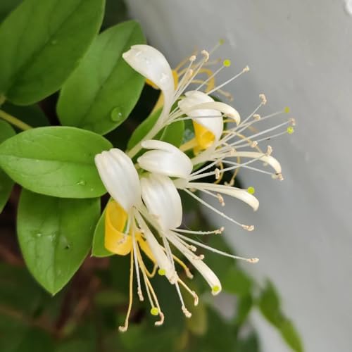 Generic 15 pezzi semi resistenti di caprifoglio, semi biologici, fiori di pianta rampicante (Lonicera japonica), piante fiori balcone, semi bonsai regali da giardino per donne, piante balcone semi prato