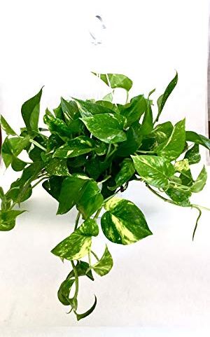 Generico Pothos pianta vera