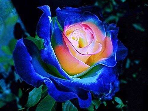 Flower field Story 50 Pezzi Rari Semi Di Fiori Di Cespuglio Di Rosa Blu Arrampicata Erba Affascinante Colori Vivaci Unici Odore Di Fiori Freschi Che Piantano Nel Giardino Decorazione Di Bouquet