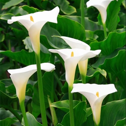 BAHELS Fiori Da Giardino,Bulbi Di Calla, Calla Bulbi,Fiori Recisi Perfetti,Piante Rare,Fiori Ornamentali,Naturale,Fiori Da Matrimonio-2 Bulbi-A