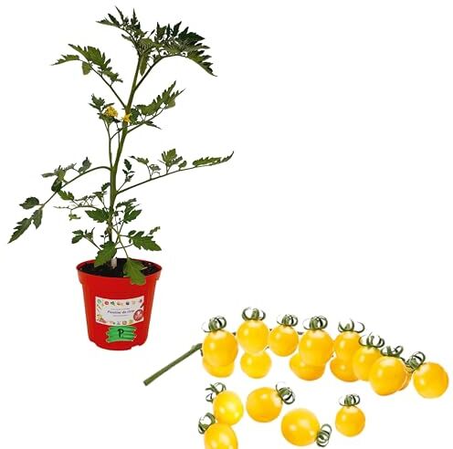 Piantine da Orto P. , Pomodoro Ciliegino Giallo Innestato Vaso 14, pianta vera pronta per il trapianto, Pianta da orto, da balcone, pianta venduta in vaso da 14cm. Pianta da esterno