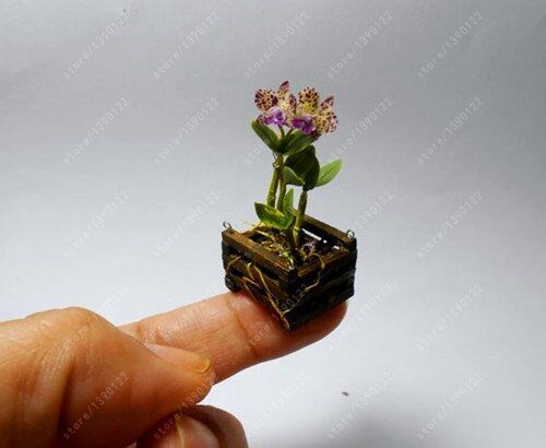 SVI 100 pc/sacchetto rari Mini Orchidea semi di orchidea phalaenopsis Indoor miniatura semi di fiori giardino bonsai orchidea vaso giardino di casa 21