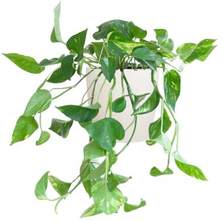 BloomPost Epipremnum Pinnatum Aureum Scindapsus, Vaso Fibra 20-30 cm, Bianco, Pianta da Interno e Appartamento, Bassa Manutenzione, Coltivare in Casa e Ufficio, Ottimo per Aria Pulita, Vaso Incluso