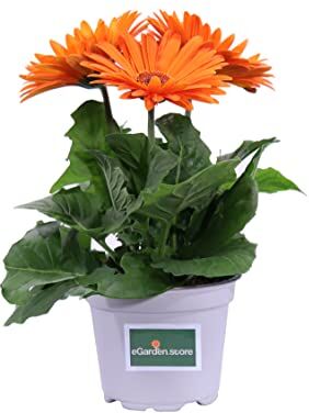 eGarden.store Pianta di Gerbera pianta da esterno pianta da fiore pianta di Gerbera ornamentale pianta vera di Gerbera venduta da  (Arancione)