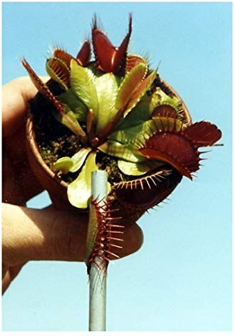 TROPICA venere acchiappamosche (Dionaea muscipula) 10 semi incluso substrato di coltivazione