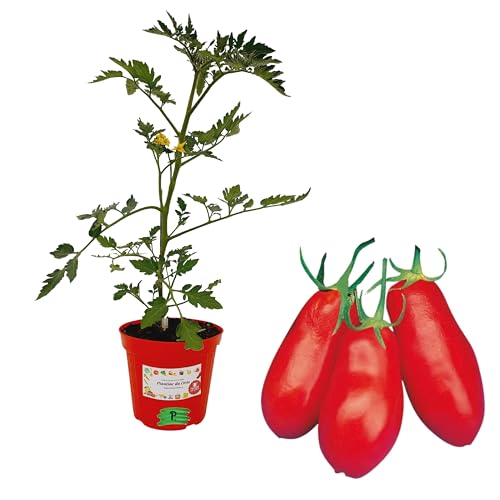 Piantine da Orto Pomodoro San Marzano innestato pianta vera pronta per il trapianto, ,da balcone,vaso da 1 piantina