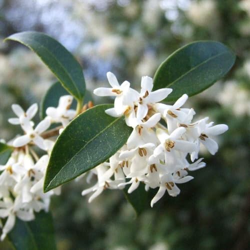 Generico Osmanthus Burkwoodii OSMANTO BIANCO PROFUMATO in vaso 16/18 cm h40cm FOTO REALE AMDGarden