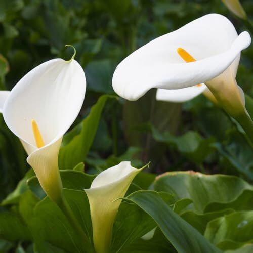 Generic 8 bulbi di calla resistenti perenni coltivazione in serra indoor fiori api prato calle, calle, Zantedeschia aethiopica, fiori selvatici piante da giardi roccioso resistenti