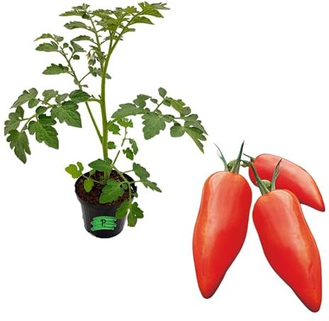 Piantine da Orto Pomodoro san marzano -pianta vera pronta per il trapianto, ,da balcone,vaso da 1 piantina