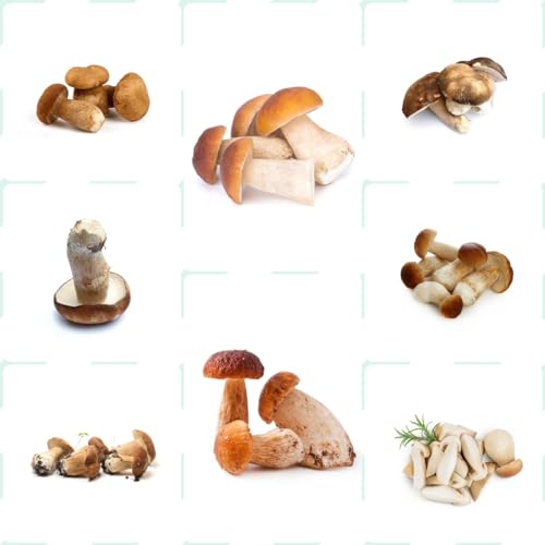 Generic 200 pezzi di semi di funghi porcini, giardino fiorito, semi, coltiva tu stesso antiche varietà di funghi Boletus edulis semi di ortaggi invernali, semi di piante d'appartamento, semi di antic