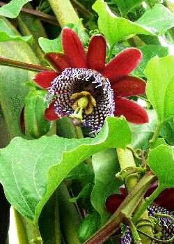TROPICA granadilla gigante/granadilla regale (Passiflora quadrangularis) 12 semi