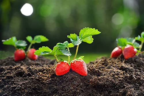 generico piantine da orto piantine di pomodori a citta' e pulecenella (fragole rifiorenti 4 stagioni 5 piante)