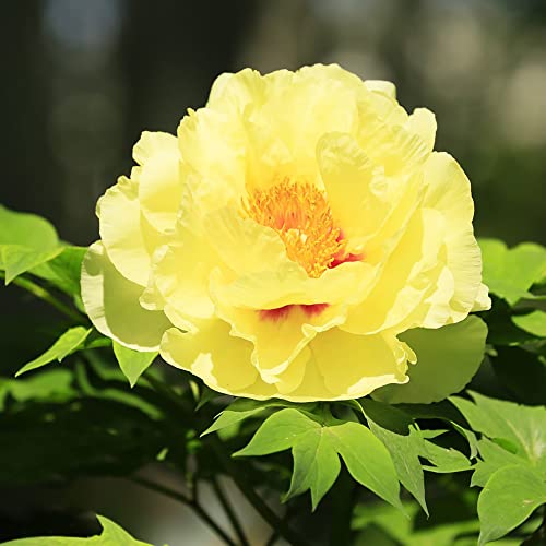 BRKENT Peonie Piante Bulbi Di Peonia Resistenti Fiore Fiori Tuberi Di Peonia Ornamentali Peonie Perenni Resistenti Tuberi Fiori Da Balcone Decorazione Da Giardi Fiori Giardi 2 Pezzi (Giallo)