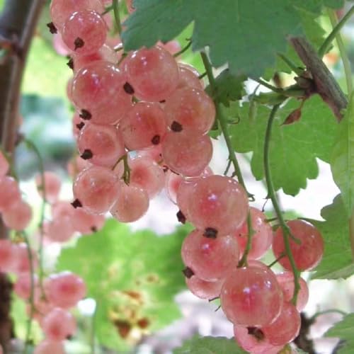 WJKWY-Q 90 pezzi semi di uva spina piante resistenti decorazione soggior pianta di uva spina, Ribes uva-crispa, vaso per piante giardinaggio tetto inverdimento alberi da frutto semi di frutta pian