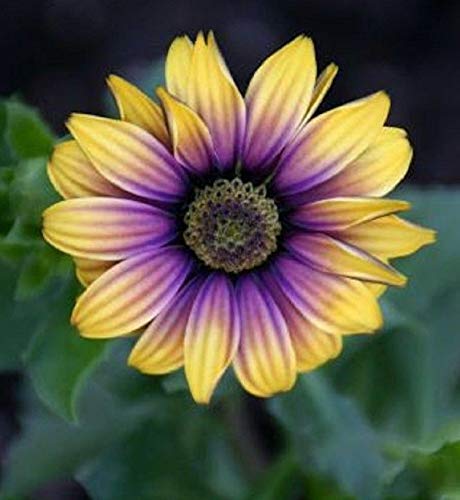 SVI 25 Viola Margherita gialla Semi Osteospermum fiori esotici africani Giardino Bi Colore