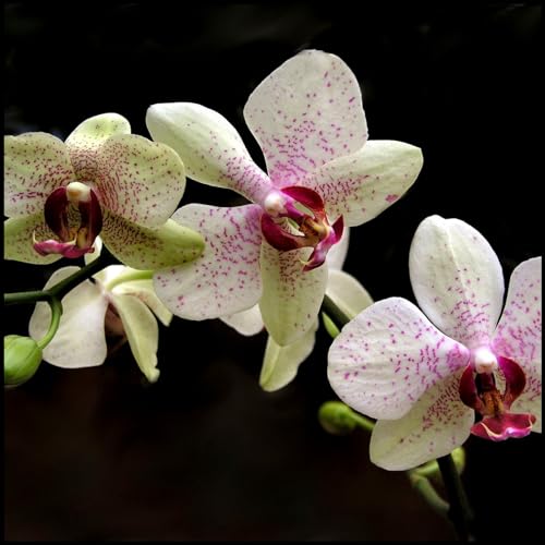 JASNDH Cymbidium Orchid bulbi,orchidea del cymbidium,cymbidium pianta vera,piante erbacee perenni,bulbi da fiore con un lungo periodo di fioritura,(non fiori artificiali,senza semi)-3 bulbi-A