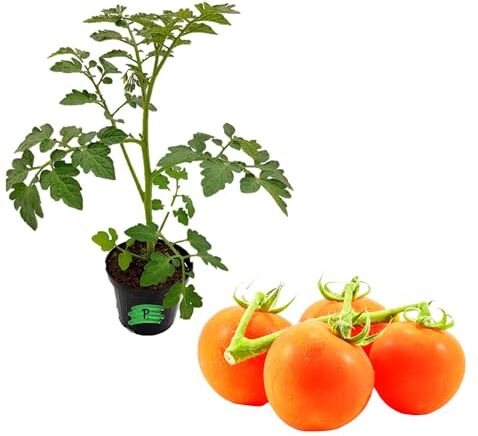 Piantine da Orto P. , PIANTA VERA di Pomodoro Datterino Arancione Vaso 10, pianta da esterno, pronta al trapianto, pianta vera, pianta in vaso,giardino e giardinaggio,pomodori,orto