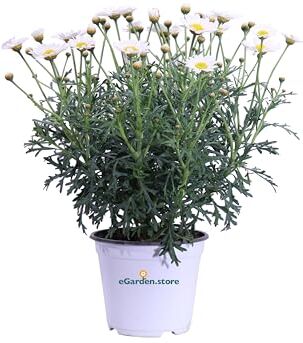 eGarden.store Pianta di Margherita Delle Canarie Pianta di Argyranthemum pianta vera pianta da fiore pianta di Margherita varie colorazioni pianta ornamentale venduta da  (Bianco)