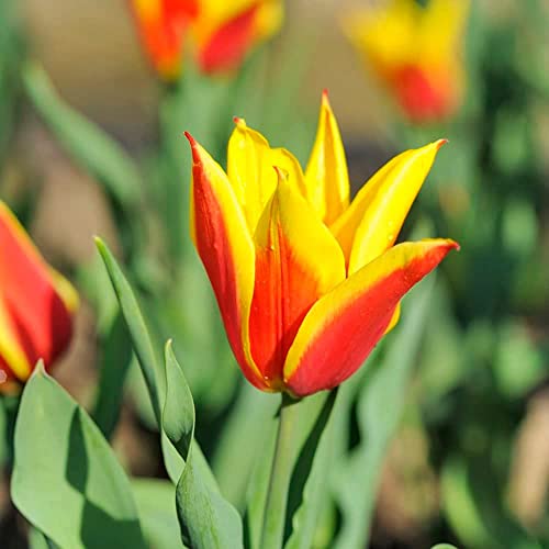 BRKENT Bulbi Tulipani Di Fiori Perenni Resistenti Bulbi Di Ornamentali Bulbi Fiori Freschi Decorazioni Da Giardi All'Aperto Bulbi Di Tulipani Selvatici Fiori Da Balcone 15 Bulbi Di Tulipa Rosso Giallo