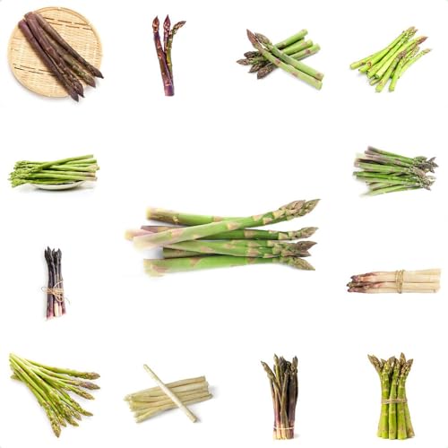 Generic 400 pezzi semi di asparagi biologici piante da orto, semi di ortaggi, Asparagus officinalis, piante da balcone, piante da appartamento, semi, verdure invernali, regali pratici, piante resi