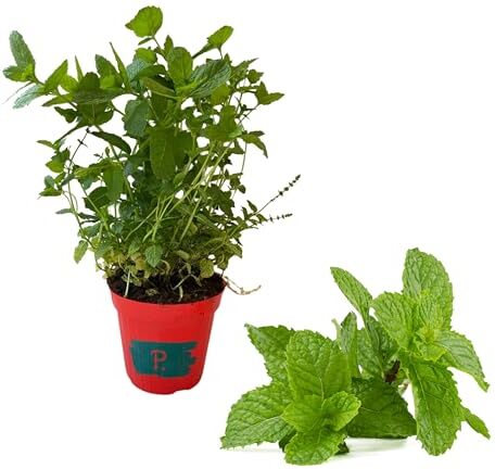 Piantine da Orto P. , Pianta di Menta Spicata Vaso 14, pianta pronta al trapianto, PIANTA VERA, pianta in vaso, piantina aromatica,balcone o terrazzo