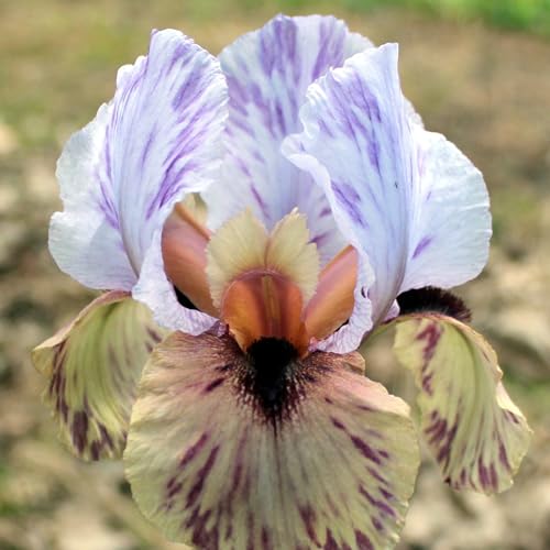 CFGRDEW Bulbi di iris, piante di iris, decorazione del giardino, ottimi per la coltivazione in vaso, adatti ai principianti, decorazione della casa-15bulbi-E