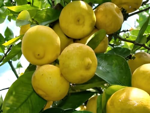 Generico Pianta di Limone DOLCE in vaso o fitocella