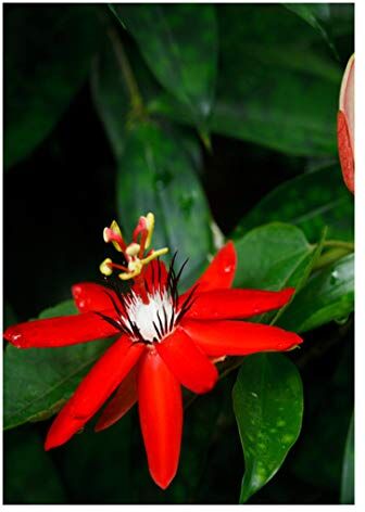 TROPICA Passiflora rossa (Passiflora coccinea) 5 Semi- Piante rampicanti