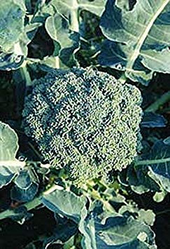 Astonish Pacchetto semi: 25 semi di broccoli Imperatore di verdure