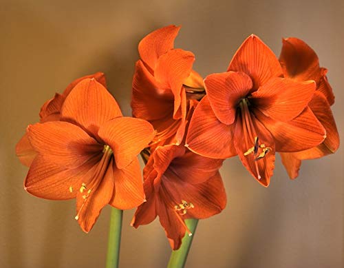 Flora Import 3 X Amaryllis Naranje Hippeastum Naranje Amaryllis arancio Bulbi Di Alta Qualità