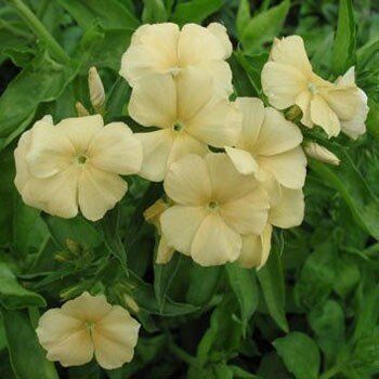 Astonish Pacchetto semi: 100 semi Giallo Phlox Seeds (Phlox)