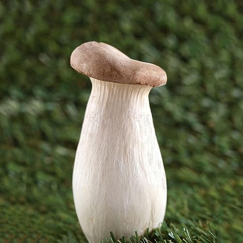 Generic 200 Pezzi Semi Di Pleurotus Semi Biologici Coltivazione Di Funghi Funghi Piante In Vaso Resistenti, Verdure Da Balcone Funghi Freschi, Piante Di Ortaggi Invernali Acquistare Piante Resistent