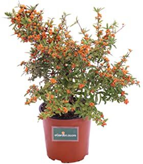 eGarden.store Pianta di Pyracantha Navaho Pianta di Agazino Nano pianta da esterno pianta da giardino pianta da bacche arancione pianta ornamentale pianta vera venduta da