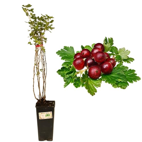 P. Piantine da Orto,Uva Spina Rossa Vaso 2L, PIANTA VERA di frutti di bosco, piccoli frutti, pianta venduta in vaso da 2lt, pianta da esterno, frutti da mangiare, pianta pronta al trapianto immediato