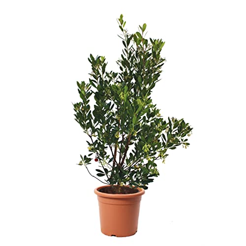 Kentis Arbutus Unedo Corbezzolo Piante da Esterno Vere Pianta da Giardino Albero da Frutto H 125-150 cm Vaso Ø 30 cm