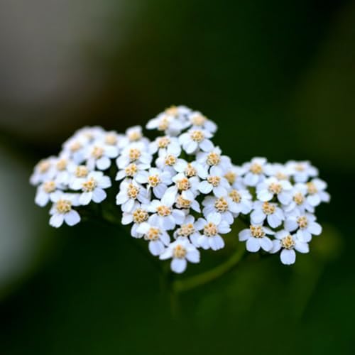 Generic 200 pezzi di semi di achillea perenni, erbe da giardino, semi biologici, Achillea millefolium, giardino di erbe indoor, semi di piante domestiche semi di erbe, letti rialzati per letti di erbe da