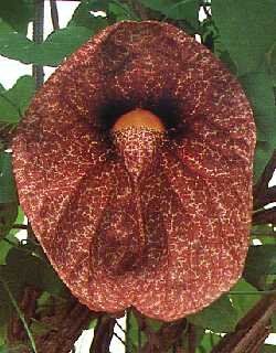 TROPICA pianta fantasma (Aristolochia littoralis syn. elegans) 80 semi