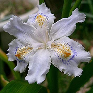 Vista 2016 Giapponese Iris Japonica Fiori Semi 100 PZ Bianco Iris Orchidea semi Giapponese Fiore Raro Facile da piantare. Bonsai da giardino