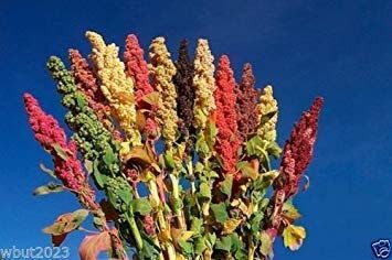 Generic Chenopodium quinoa Seeds semi- Rainbow Rosa Rosso, arancione, giallo, bianco, verde