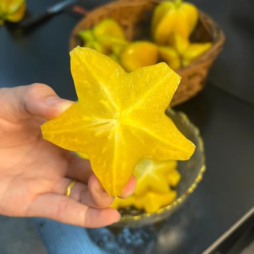 Generic 50 pz semi di carambola, Acquista alberi da frutto, regali di Pasqua Semi dell'albero della carambola Averrhoa carambola piante esotiche resistenti, regali da giardino frutta esotica,