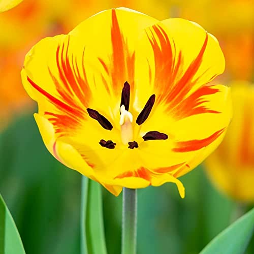 BRKENT Bulbi Tulipani Di Fiori Perenni Rustici Tulipani Esotici Fiori Decorazione Ornamentali Bulbi Piante Da Balcone Fioriere Da Giardi Mazzo Di Fiori Da Giardi 20 Bulbi Di Tulipa Giallo Rosso