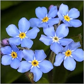 Generic Pacchetto di 1.000 semi, blu Forget-Me-Not Seeds (Myosotis sylvatica):Seeds