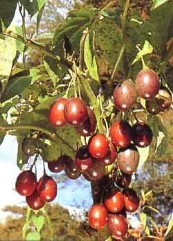 TROPICA albero di pomodori le/Tamarillo (Cyphomandra betacea) 100 semi