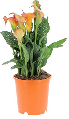 Kentis Calla Arancione Pianta Vera Zantedeschia Piante Fiorite da Esterno Pianta da Balcone Terrazzo Giardino H 35/45 cm Vaso Ø 15 cm