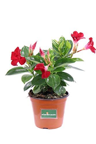 eGarden.store pianta di Dipladenia pianta da fiore di dipladenia da balcone pianta da fiore vera pianta in vaso di dipladenia venduta da  (Rosso)