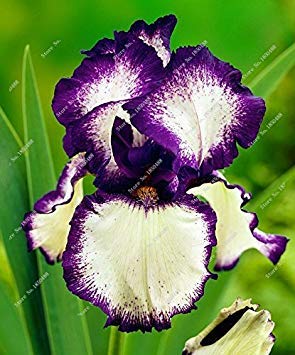 Fash Lady 100 Teile/beutel Iris Blume, Iris Samen Seltene Bonsai Phalaenopsis Orchidee Blumensamen Mehrjährige Blumensamen Natürliche Wachstum Pflanze 9