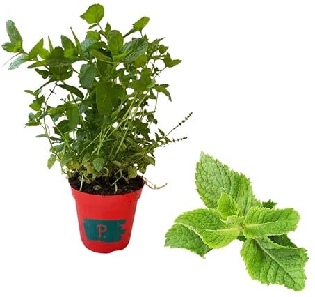 Piantine da Orto P. , Pianta di Menta Piperita Vaso 14, pianta pronta al trapianto, PIANTA VERA, pianta in vaso, piantina aromatica,balcone o terrazzo